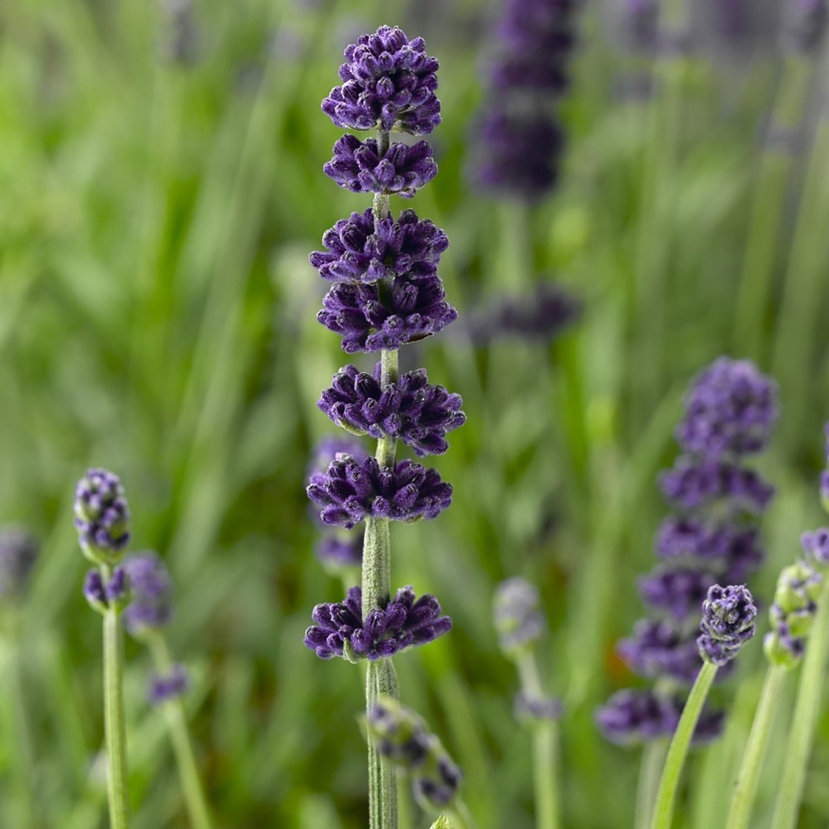 Lavender – LandscapeDirect