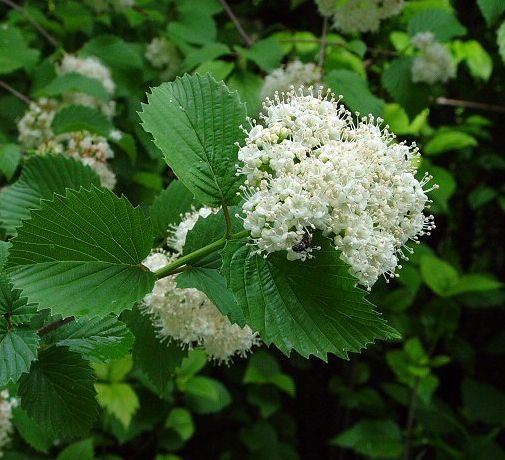 Arrow Wood Viburnum - LandscapeDirect