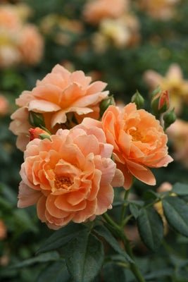 At Last Rose - LandscapeDirect