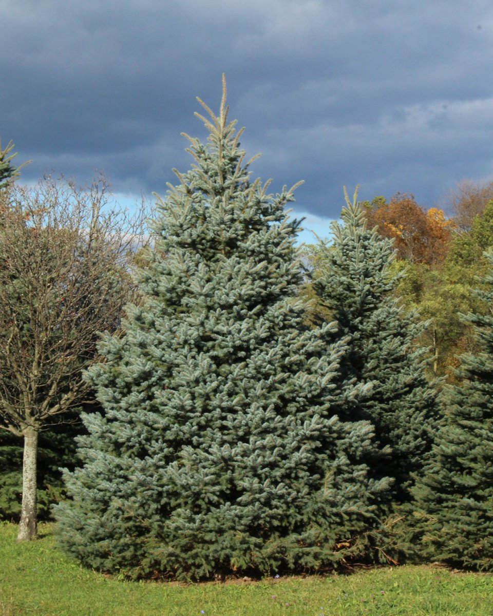 Baby Blue-Spruce – LandscapeDirect