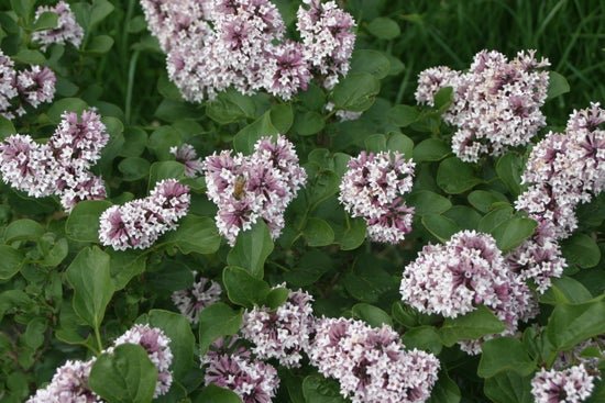 Baby Kim Lilac - LandscapeDirect