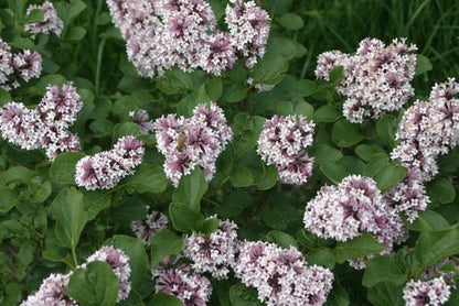 Baby Kim Lilac - LandscapeDirect
