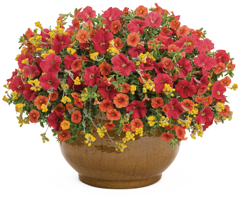 Backyard BBQ - Patio Container Kit - LandscapeDirect