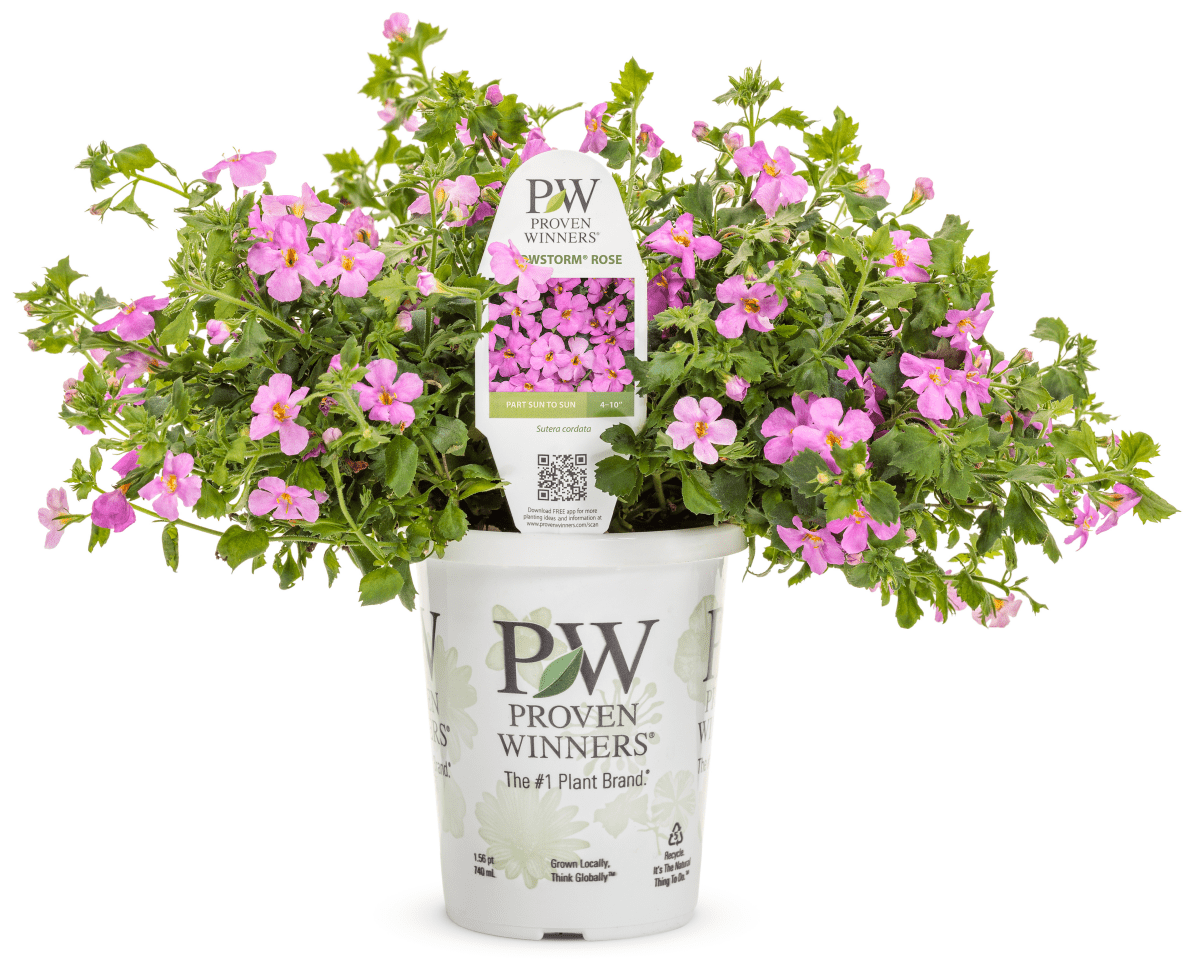 Bacopa Snowstorm Rose - LandscapeDirect