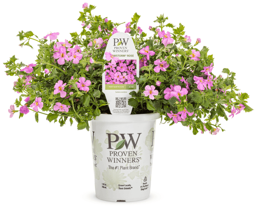 Bacopa Snowstorm Rose - LandscapeDirect