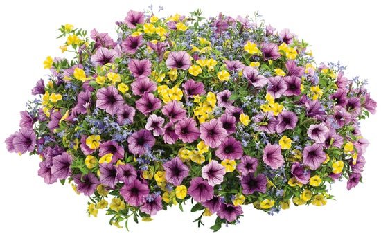 Bahama Beach - Hanging Basket Kit - LandscapeDirect