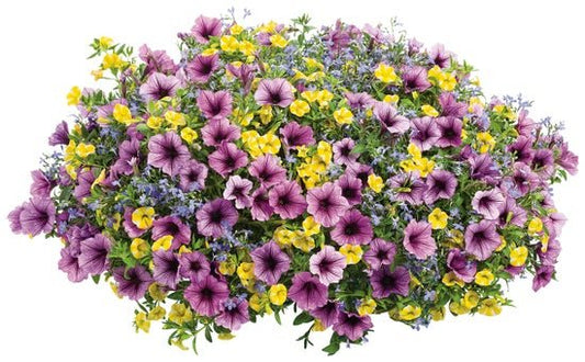 Bahama Beach - Hanging Basket Kit - LandscapeDirect