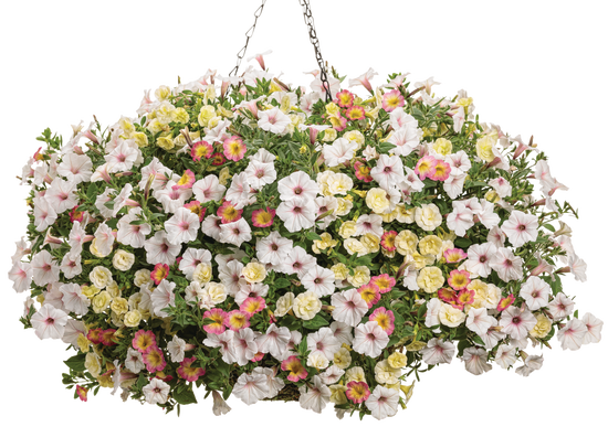 Ballet Dancer - Hanging Basket Kit - LandscapeDirect