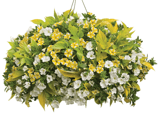 Barcelona Sun - Hanging Basket Kit - LandscapeDirect