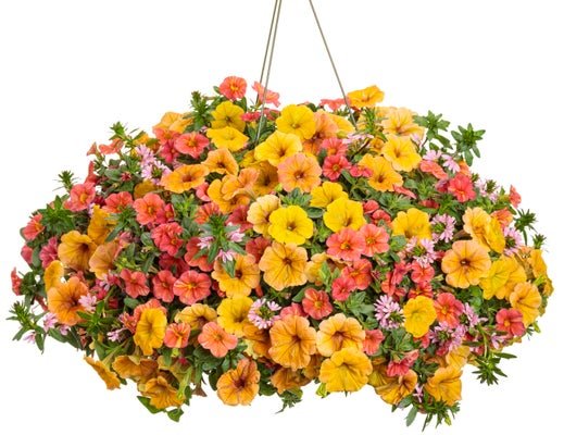 Beachside Drive - Hanging Basket Kit - LandscapeDirect