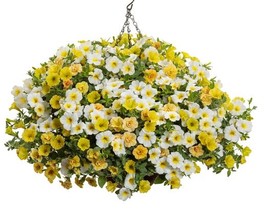 Beam of Light - Hanging Basket Kit - LandscapeDirect