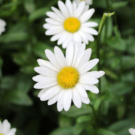 Becky Shasta Daisy - LandscapeDirect
