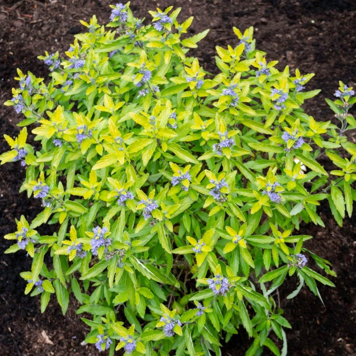 Beekeeper - Bluebeard – LandscapeDirect