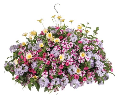 Belle Ambition - Hanging Basket Kit - LandscapeDirect