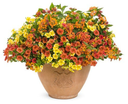 Bells of London - Patio Container Kit - LandscapeDirect