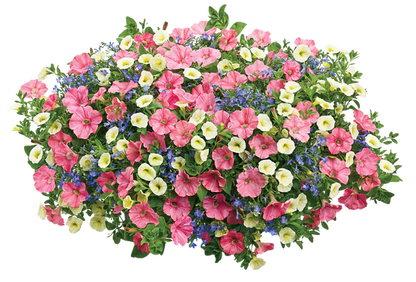 Bermuda Skies - Hanging Basket Kit - LandscapeDirect