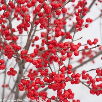 Berry Poppins Winterberry - LandscapeDirect