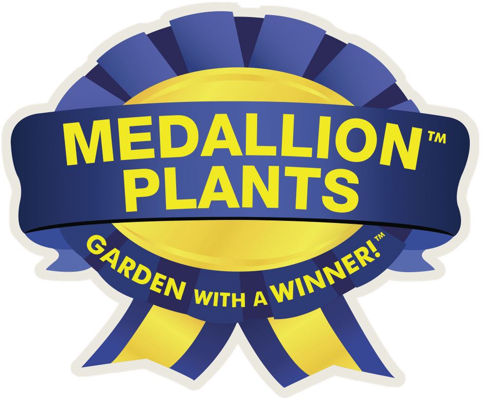 Berrybux Blueberry - LandscapeDirect