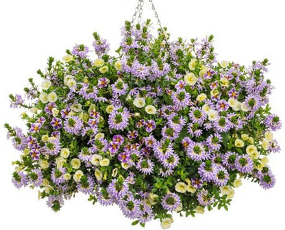 Best in Show - Hanging Basket Kit - LandscapeDirect