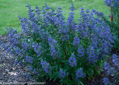 Beyond Midnight Bluebeard - LandscapeDirect