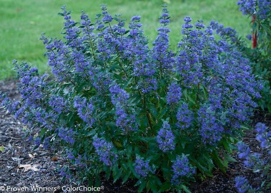 Beyond Midnight Bluebeard - LandscapeDirect