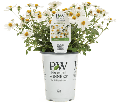 Bidens Campfire Marshmallow - LandscapeDirect