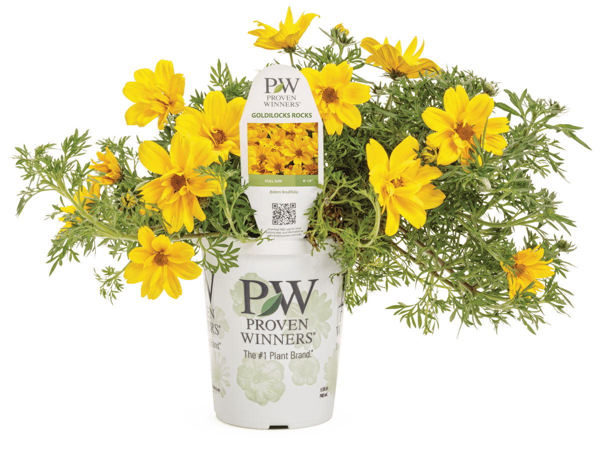 Bidens Goldilocks Rocks – LandscapeDirect