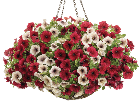 Black Cashmere - Hanging Basket Kit - LandscapeDirect