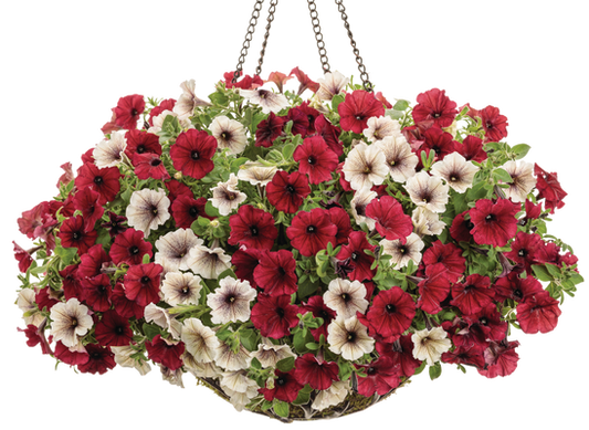 Black Cashmere - Hanging Basket Kit - LandscapeDirect