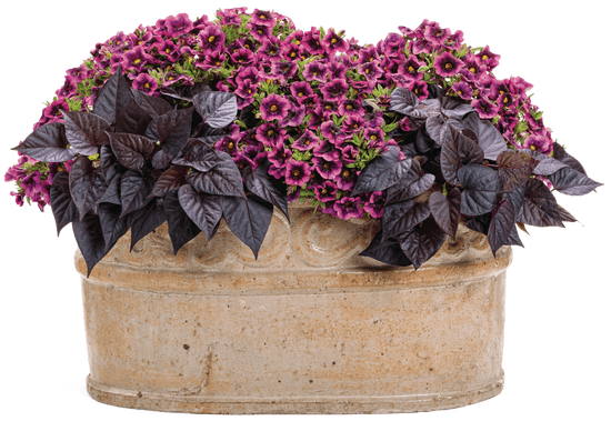 Black Champagne - Patio Container Kit - LandscapeDirect