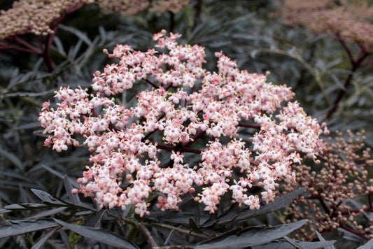 Black Lace Elderberry - LandscapeDirect