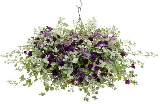 Black Licorice - Hanging Basket Kit - LandscapeDirect