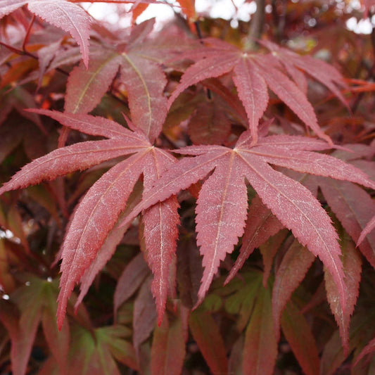 Bloodgood Japanese Maple - LandscapeDirect