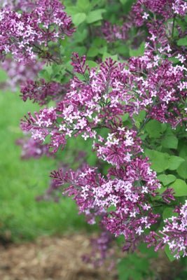 Bloomerang Dark Purple Reblooming Lilac - LandscapeDirect