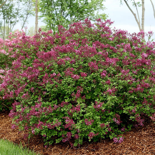 Bloomerang Dark Purple Reblooming Lilac - LandscapeDirect