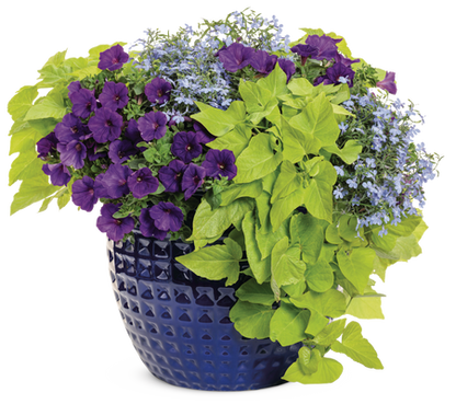 Blue Blast - Patio Container Kit - LandscapeDirect