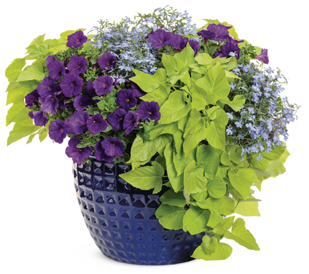 Blue Blast - Patio Container Kit - LandscapeDirect
