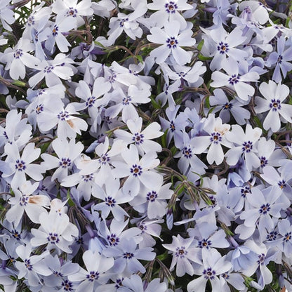 Blue Creeping Phlox - LandscapeDirect