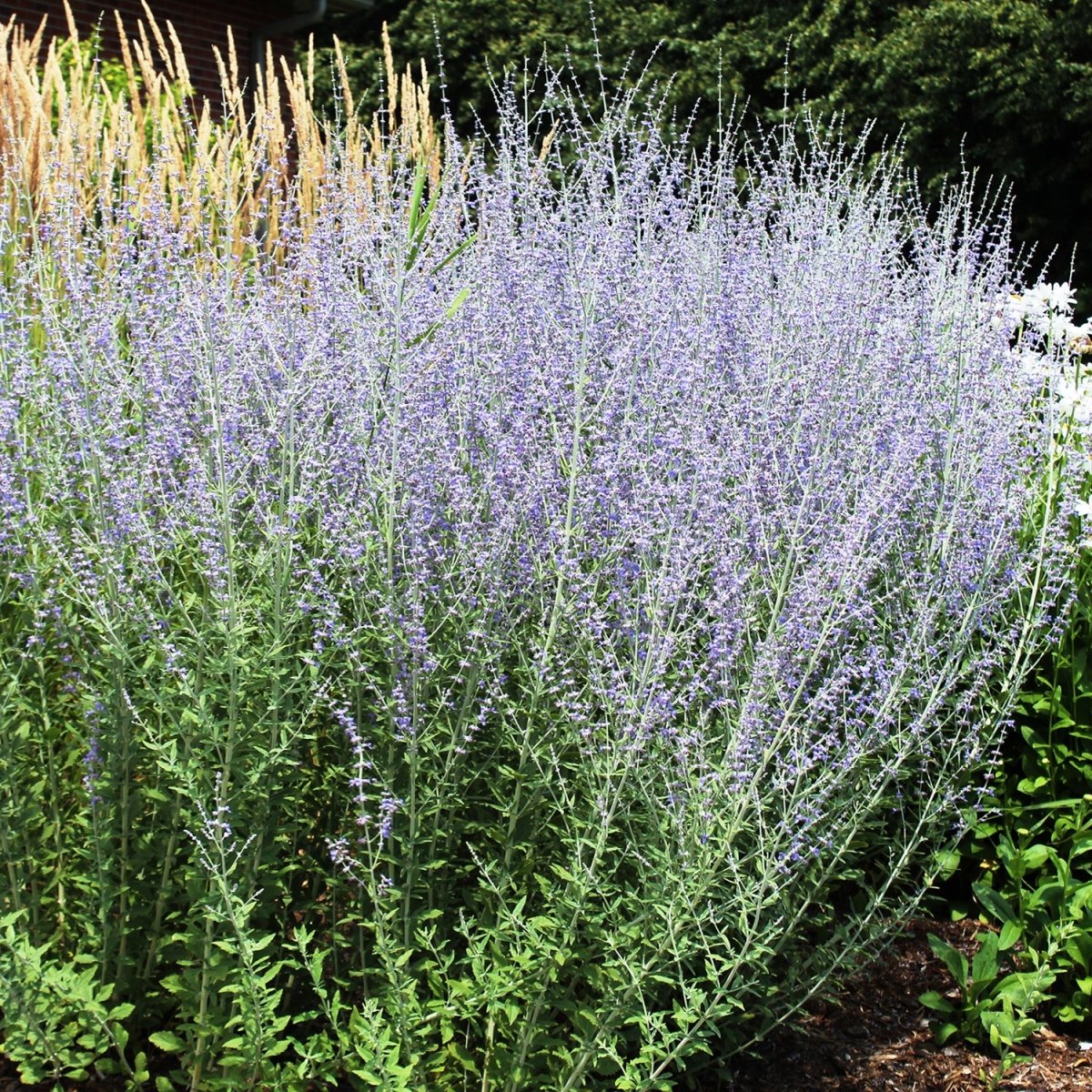 Blue Jean Baby Russian Sage - LandscapeDirect