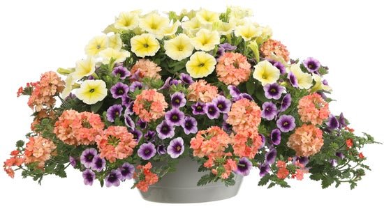 Blue Moon Sunset - Hanging Basket Kit - LandscapeDirect