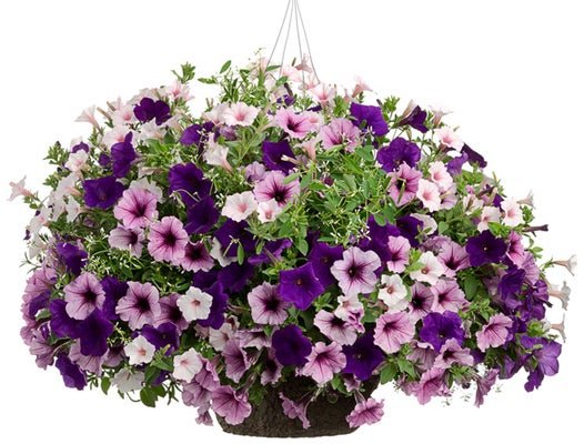 Blueberry Hill - Hanging Basket Kit - LandscapeDirect