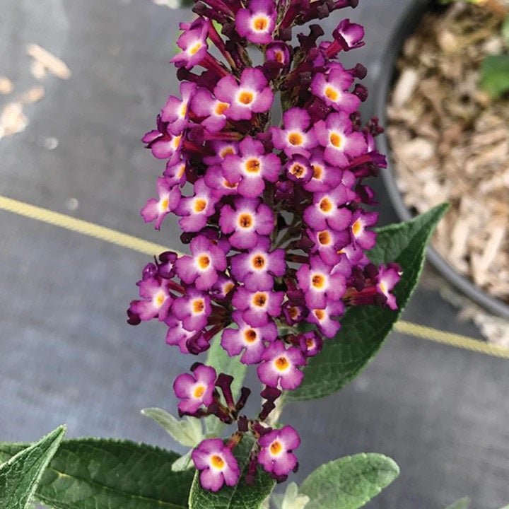 Blueberry Pie Butterfly Bush - LandscapeDirect