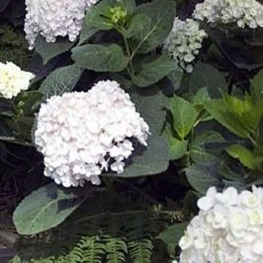 Blushing Bride Endless Summer Hydrangea - LandscapeDirect