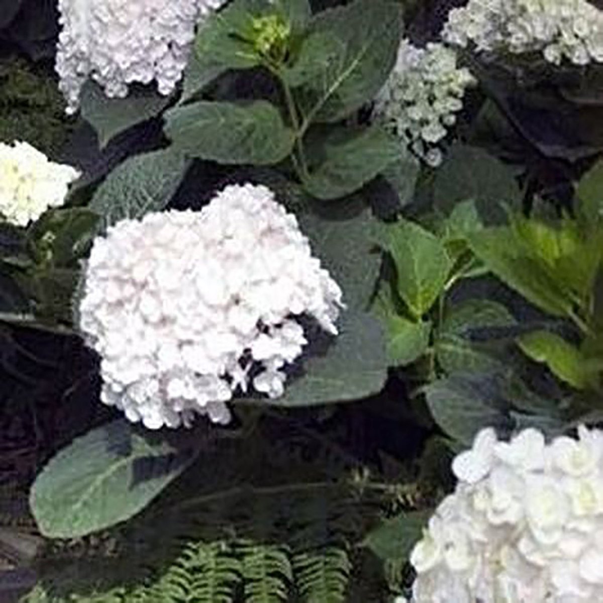 Blushing Bride Endless Summer Hydrangea - LandscapeDirect