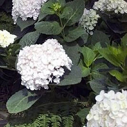 Blushing Bride Endless Summer Hydrangea - LandscapeDirect