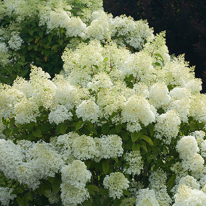 Bobo Hydrangea - LandscapeDirect