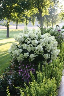 Bobo Panicle Hydrangea - LandscapeDirect