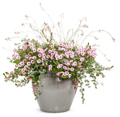 Boogie Down - Patio Container Kit - LandscapeDirect