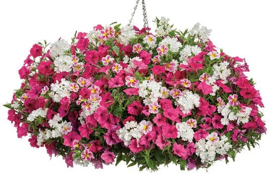 Botanical Bouquet - Hanging Basket Kit - LandscapeDirect