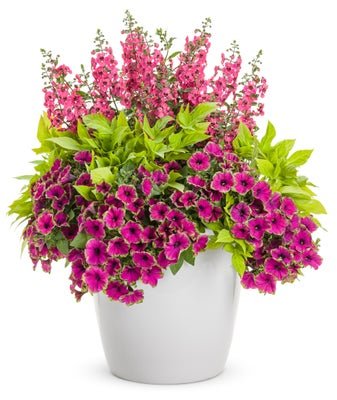 Breathtaking - Patio Container Kit - LandscapeDirect